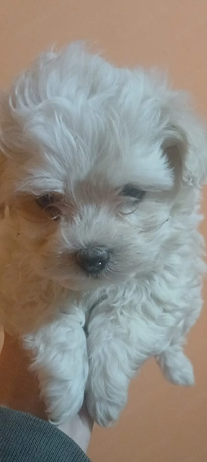 Vând urgent  căței de bisoni maltez  - imagine 4