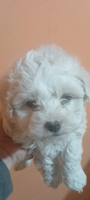 Vând urgent  căței de bisoni maltez  - imagine 2