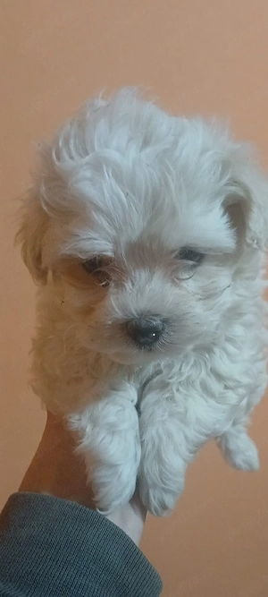 Vând urgent  căței de bisoni maltez  - imagine 3