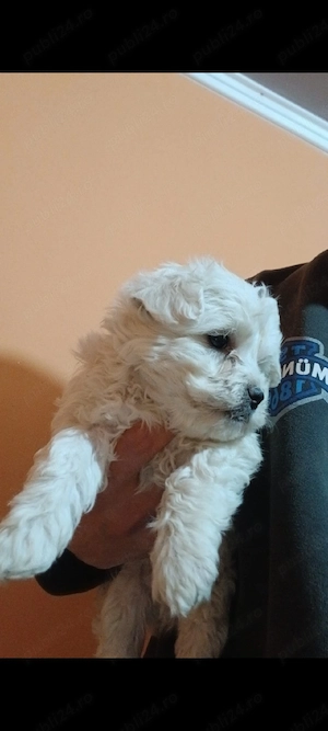 Vând urgent  căței de bisoni maltez 