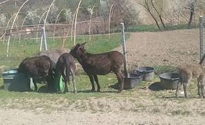 Vând urgent  3 mărgărite  - imagine 2