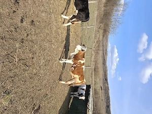 vitei de vanzare 22lei kg in viu - imagine 2