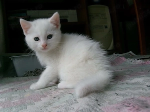 British shorthair white
