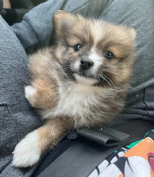 Bichon havanez 300 lei