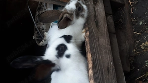 Iepuri fluture german - imagine 2