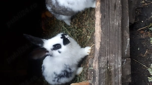 Iepuri fluture german - imagine 3