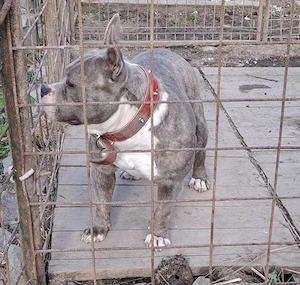 Vând Femelă American Bully Poket de 2.5 Ani !! - imagine 3