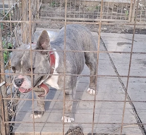 Vând Femelă American Bully Poket de 2.5 Ani !! - imagine 4