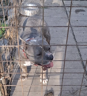 Vând Femelă American Bully Poket de 2.5 Ani !! - imagine 2