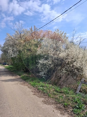 Teren 1,439mp Santaul Mare / Strada principala - imagine 3