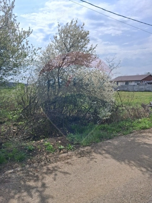 Teren 1,439mp Santaul Mare / Strada principala - imagine 4