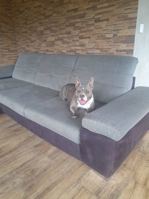 Vând Femelă American Bully Poket de 2.5 Ani !! - imagine 5