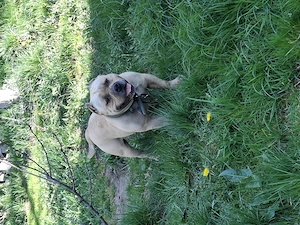 Vând Mascul American Bully Pokett de 2.5 Ani   - imagine 4