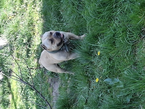 Vând Mascul American Bully Pokett de 2.5 Ani   - imagine 3
