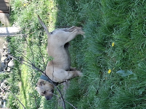 Vând Mascul American Bully Pokett de 2.5 Ani   - imagine 5