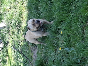 Vând Mascul American Bully Pokett de 2.5 Ani   - imagine 2