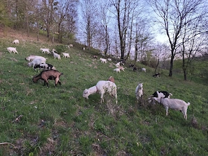 vad capre cu lapte si cu iezi  - imagine 2