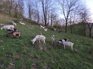 vad capre cu lapte si cu iezi 