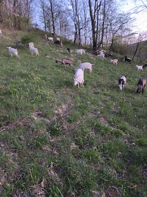 vad capre cu lapte si cu iezi  - imagine 4