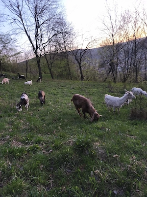 vad capre cu lapte si cu iezi  - imagine 3