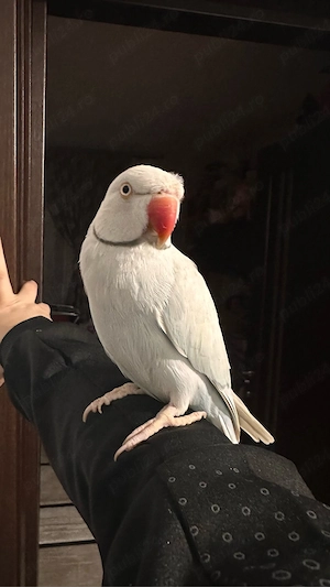 Micul alexandru bland