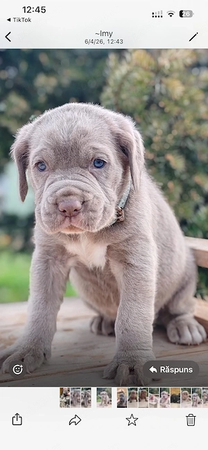 Vand pui cane corso - imagine 3