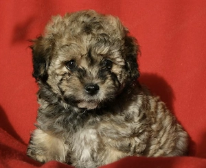 Caniche pudel mascul 