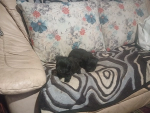 căței bichon havanez de vânzare 