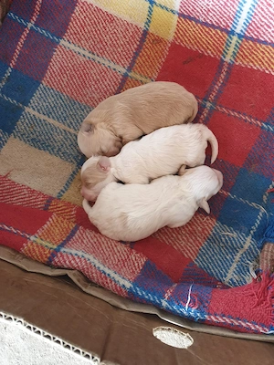 Bisonii Maltezi Troy - imagine 2