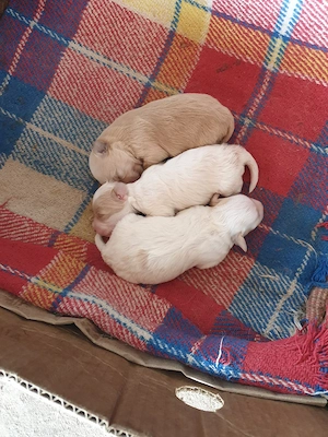 Bisonii Maltezi Troy - imagine 3