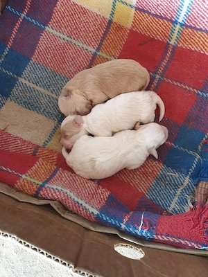 Bisonii Maltezi Troy - imagine 4