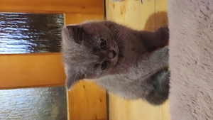  Pisică Scottish shorthair  - imagine 2
