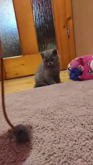  Pisică Scottish shorthair  - imagine 5