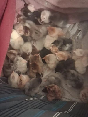 vand pui de casa - imagine 3