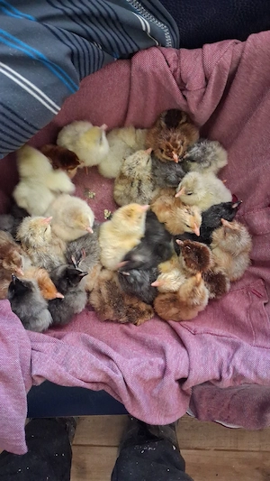 vand pui de casa - imagine 4