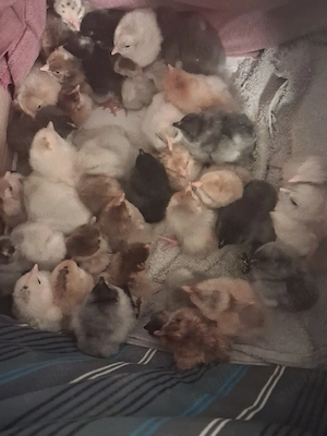 vand pui de casa - imagine 2