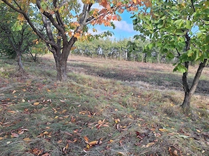 Vând teren Horlesti-Rediu(10Km de rond Copou, Agronomie)