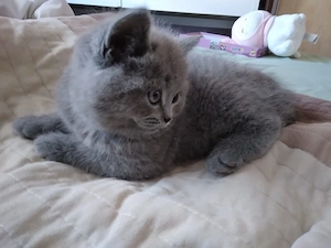 Puiuti British shorthair