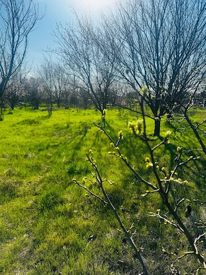 Livada Teren intravilanVând teren de 1000 mp, situat într-un sat liniștit, ideal pentru construcție  - imagine 5