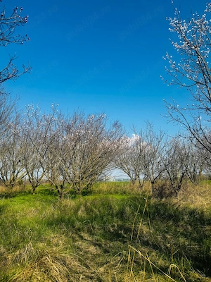 Livada Teren intravilanVând teren de 1000 mp, situat într-un sat liniștit, ideal pentru construcție  - imagine 3