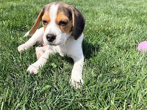 Pui beagle tricolor, femela, 2 luni