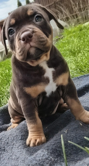 American bully pocket - imagine 4