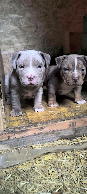 American bully pocket - imagine 2