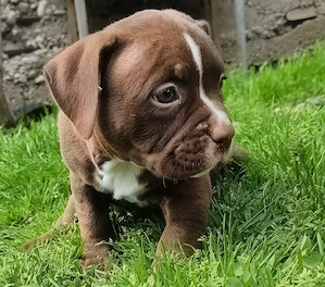 American bully pocket - imagine 5