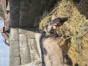 Vând țap frumos și cuminte  - imagine 2