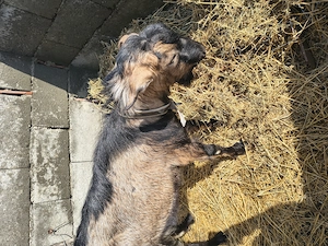 Vând țap frumos și cuminte  - imagine 3