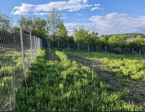 Teren extravilan 10 arii (1000 mp) Bistrita , Dealul Targului - imagine 4