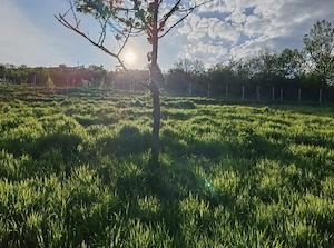 Teren extravilan 10 arii (1000 mp) Bistrita , Dealul Targului - imagine 2