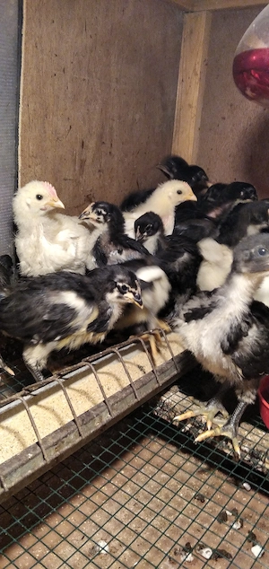 pui de gaina din rasele:La Bresse;Sussex portelan;Jersey Giant;Plymouth - imagine 3