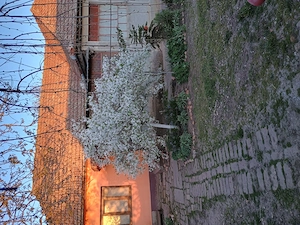 Vand casa la sat in judetul Timis